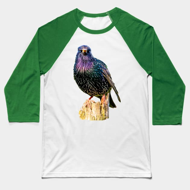 Starling Baseball T-Shirt by dalyndigaital2@gmail.com